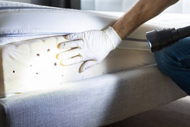 Reliable Anniston, AL Pest Control Solutions